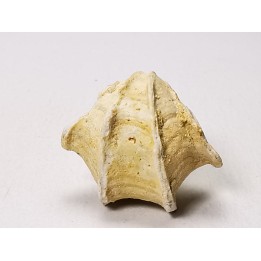 Brachiopode Cheirothyris fleuriausa - Oxfordien - La Rochelle, FRANCE