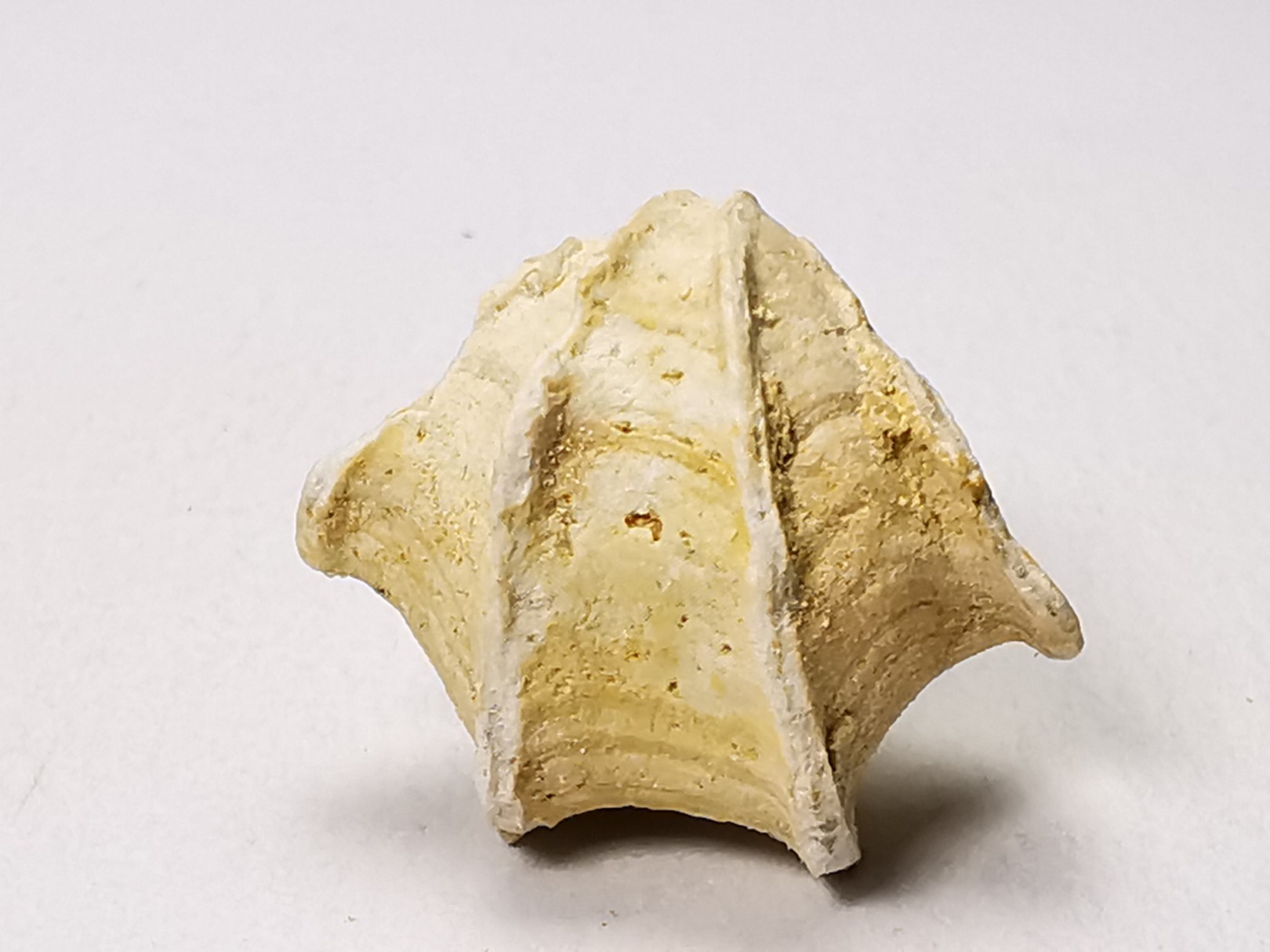Brachiopod Cheirothyris fleuriausa - Oxfordian - La Rochelle, FRANCE