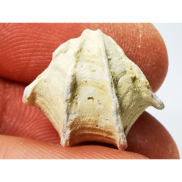 Brachiopod Cheirothyris fleuriausa - Oxfordian -  La Rochelle, FRANCE