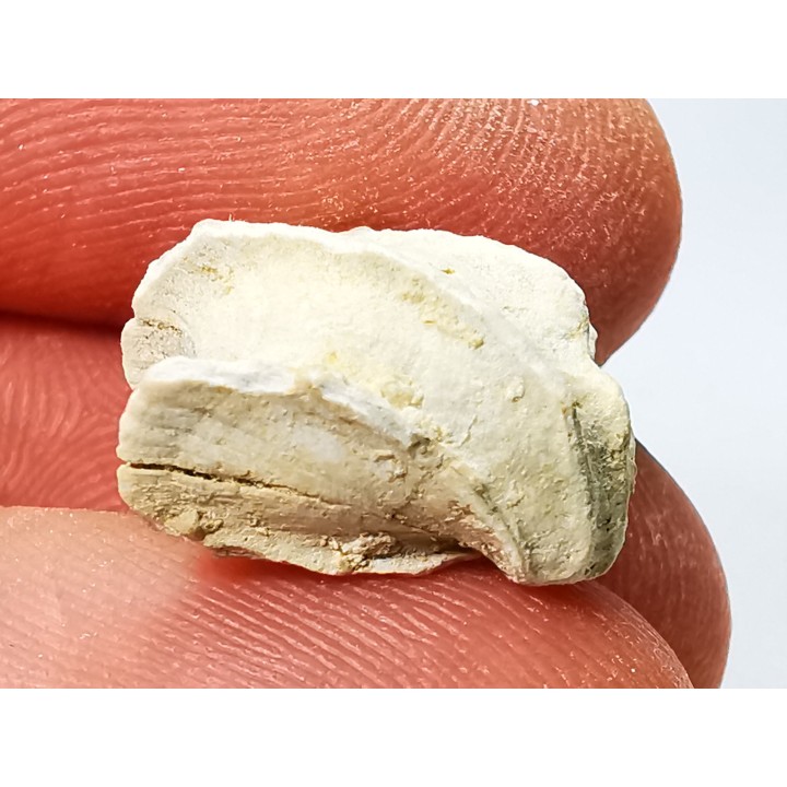 Brachiopod Cheirothyris fleuriausa - Oxfordian -  La Rochelle, FRANCE
