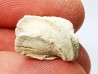 Brachiopod Cheirothyris fleuriausa - Oxfordian - La Rochelle, FRANCE