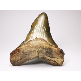 shark teeth: Carcharodon megalodon - Miocene (USA)