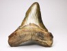 Dent de requin: Carcharodon megalodon, Miocène (USA)