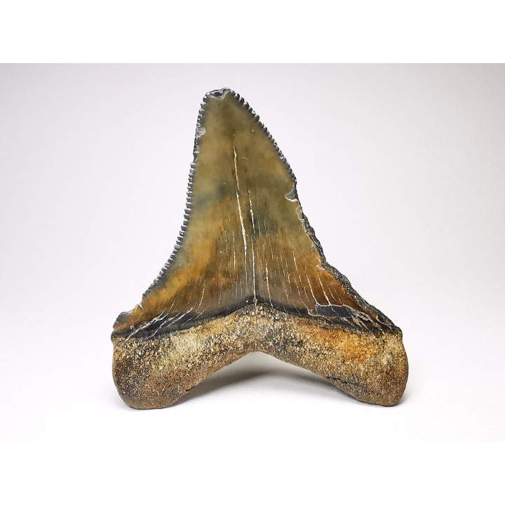 shark teeth: Carcharodon megalodon - Miocene (USA)