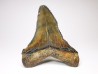shark teeth: Carcharodon megalodon - Miocene (USA)