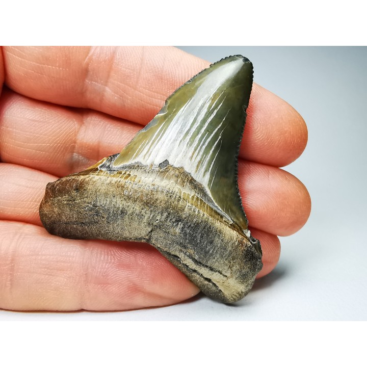 Dent de requin: Carcharodon megalodon, Miocène (USA)