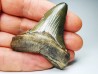 Dent de requin: Carcharodon megalodon, Miocène (USA)