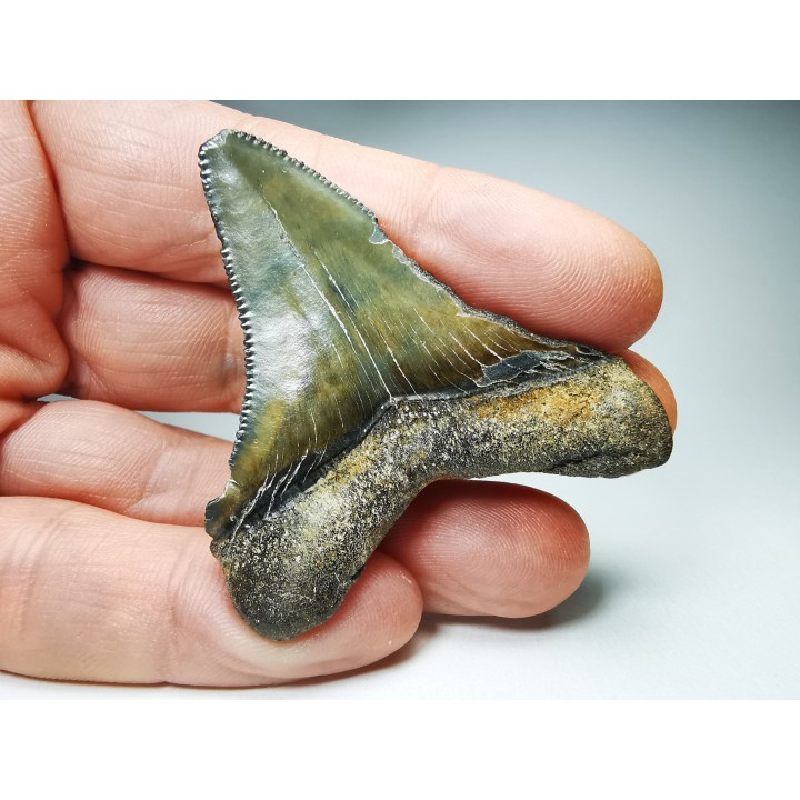 shark teeth: Carcharodon megalodon - Miocene (USA)