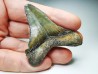 shark teeth: Carcharodon megalodon - Miocene (USA)