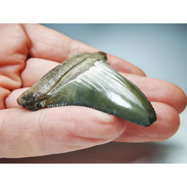 Dent de requin: Carcharodon megalodon, Miocène (USA)