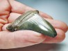 Dent de requin: Carcharodon megalodon, Miocène (USA)