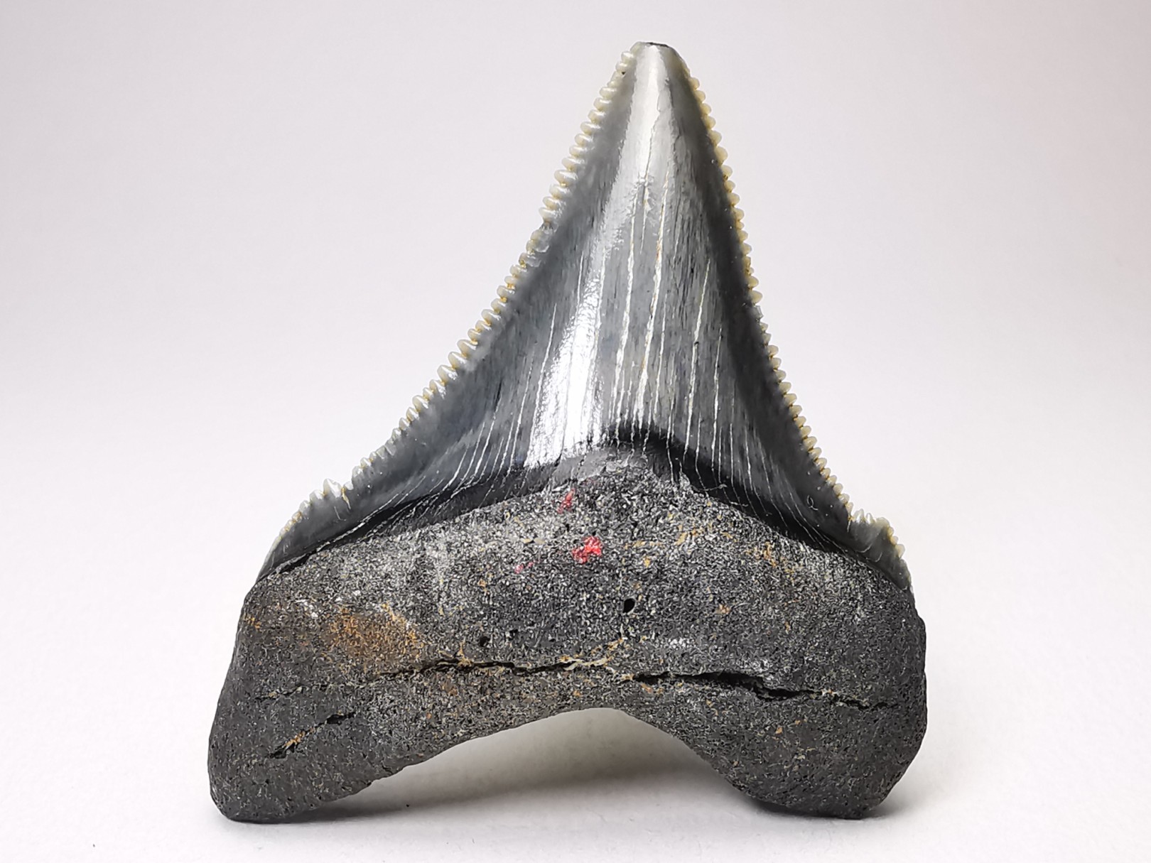 shark teeth: Carcharodon megalodon - Miocene (USA)