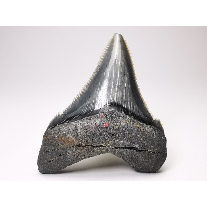 shark teeth: Carcharodon megalodon - Miocene (USA)