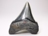 shark teeth: Carcharodon megalodon - Miocene (USA)