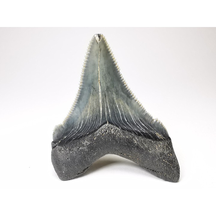 shark teeth: Carcharodon megalodon - Miocene (USA)