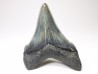 shark teeth: Carcharodon megalodon - Miocene (USA)