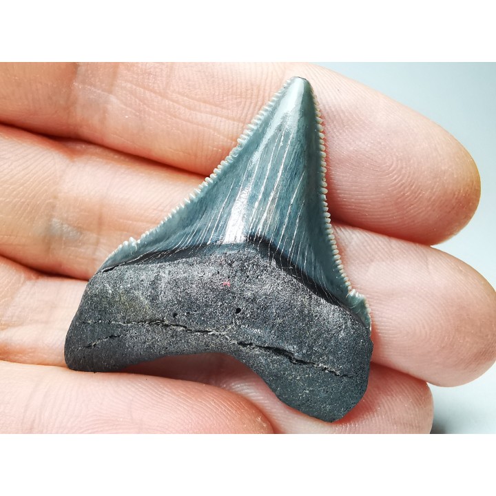 shark teeth: Carcharodon megalodon - Miocene (USA)