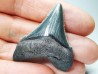 shark teeth: Carcharodon megalodon - Miocene (USA)