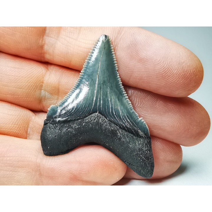 Dent de requin: Carcharodon megalodon, Miocène (USA)