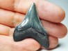 Dent de requin: Carcharodon megalodon, Miocène (USA)