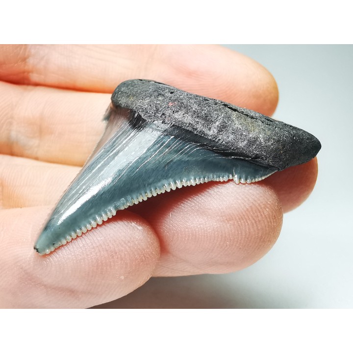 Dent de requin: Carcharodon megalodon, Miocène (USA)