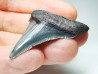 shark teeth: Carcharodon megalodon - Miocene (USA)