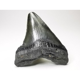 Dent de requin: Carcharodon megalodon, Miocène (USA)