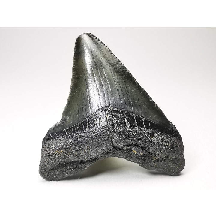 Dent de requin: Carcharodon megalodon, Miocène (USA)