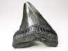 Dent de requin: Carcharodon megalodon, Miocène (USA)