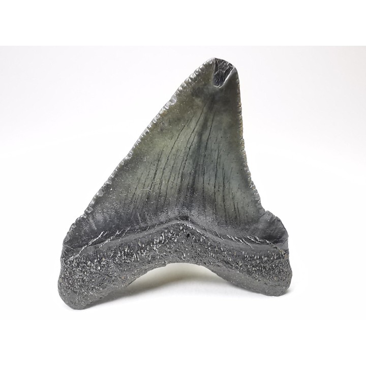 shark teeth: Carcharodon megalodon - Miocene (USA)