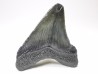 Dent de requin: Carcharodon megalodon, Miocène (USA)