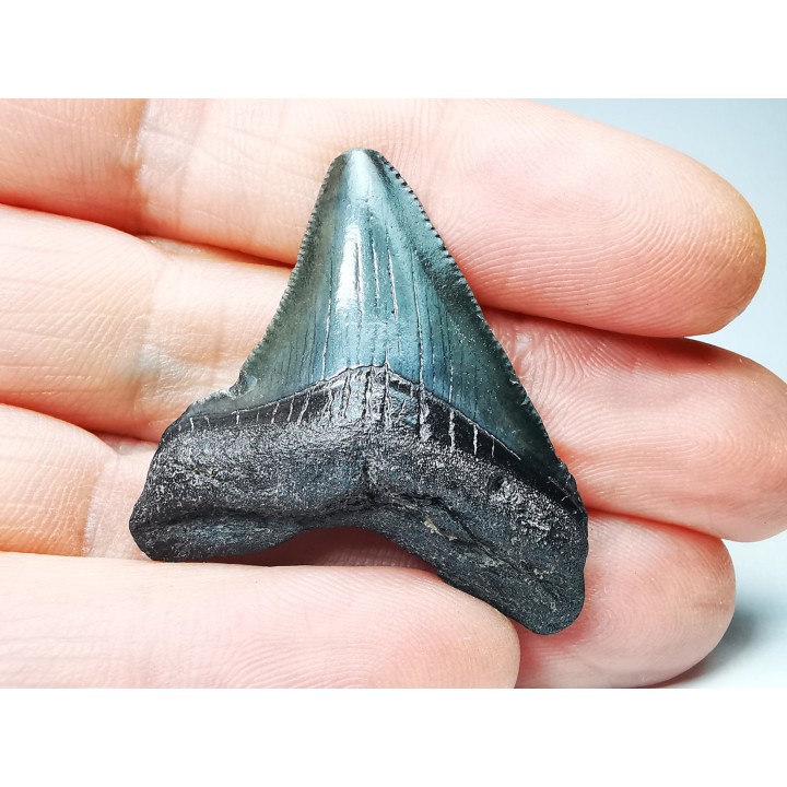 Dent de requin: Carcharodon megalodon, Miocène (USA)