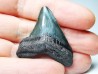 shark teeth: Carcharodon megalodon - Miocene (USA)
