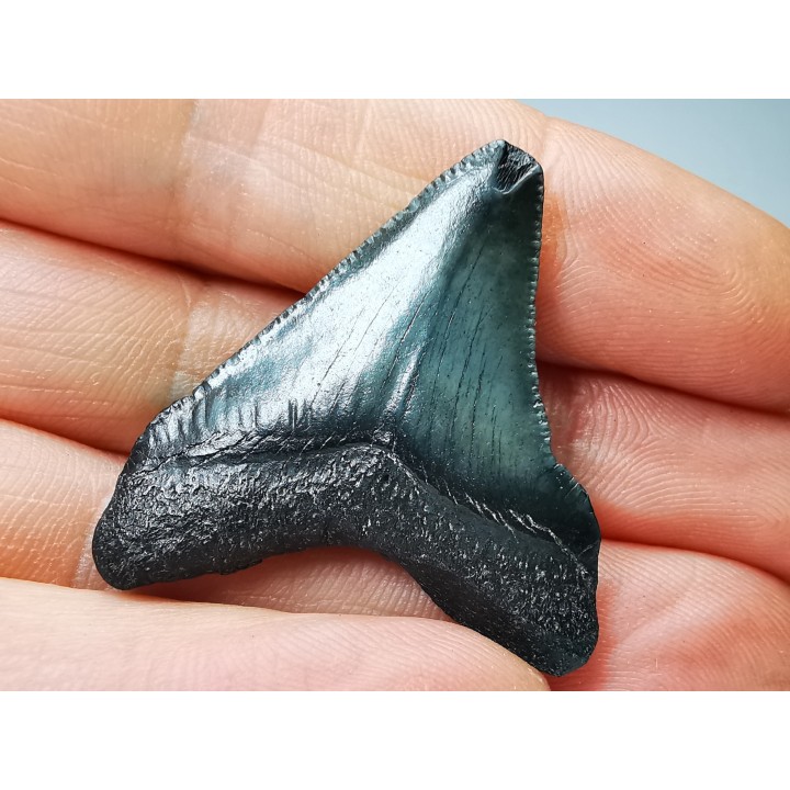 shark teeth: Carcharodon megalodon - Miocene (USA)