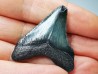 Dent de requin: Carcharodon megalodon, Miocène (USA)