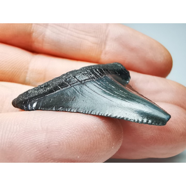 Dent de requin: Carcharodon megalodon, Miocène (USA)