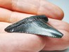 shark teeth: Carcharodon megalodon - Miocene (USA)