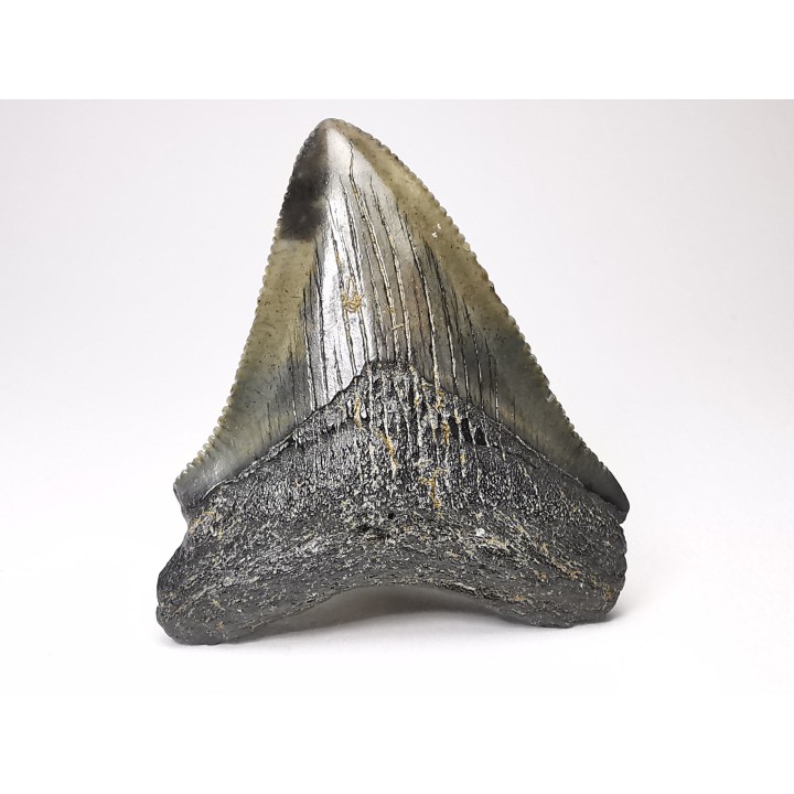 shark teeth: Carcharodon megalodon - Miocene (USA)