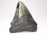 Dent de requin: Carcharodon megalodon, Miocène (USA)