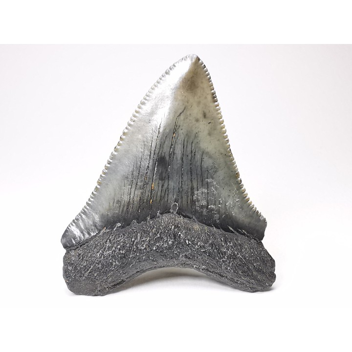 shark teeth: Carcharodon megalodon - Miocene (USA)