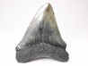 shark teeth: Carcharodon megalodon - Miocene (USA)