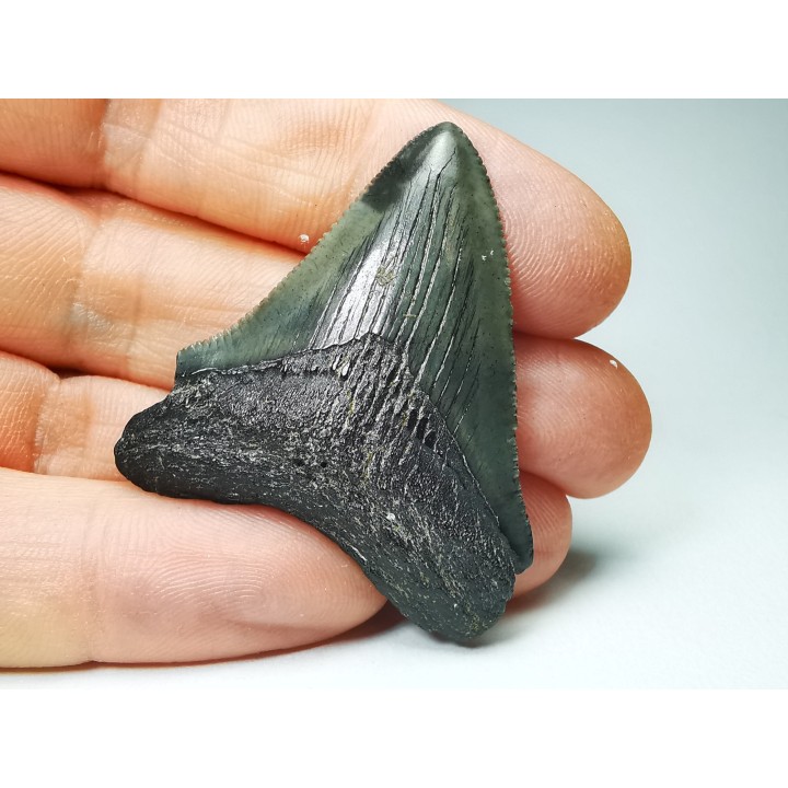 shark teeth: Carcharodon megalodon - Miocene (USA)