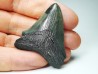 shark teeth: Carcharodon megalodon - Miocene (USA)