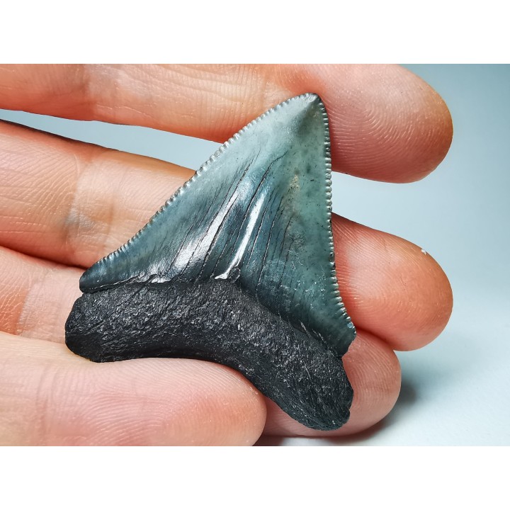 Dent de requin: Carcharodon megalodon, Miocène (USA)