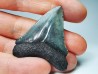 Dent de requin: Carcharodon megalodon, Miocène (USA)