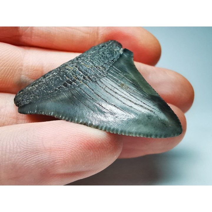 shark teeth: Carcharodon megalodon - Miocene (USA)