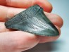 shark teeth: Carcharodon megalodon - Miocene (USA)