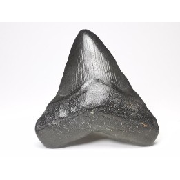 shark teeth: Carcharodon megalodon - Miocene (USA)