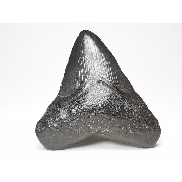 Dent de requin: Carcharodon megalodon, Miocène (USA)