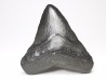 Dent de requin: Carcharodon megalodon, Miocène (USA)